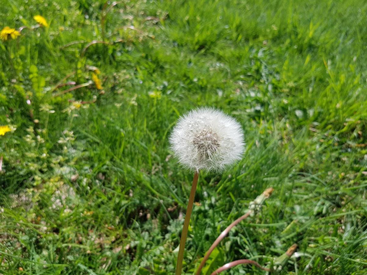 Santuari De La Salut De Sant Felíu de Pallarols Eksteriør billede